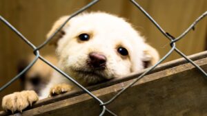 adopt a dog