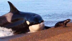 it’s official dolphins and orcas have passed the point of no return to ever live on land again