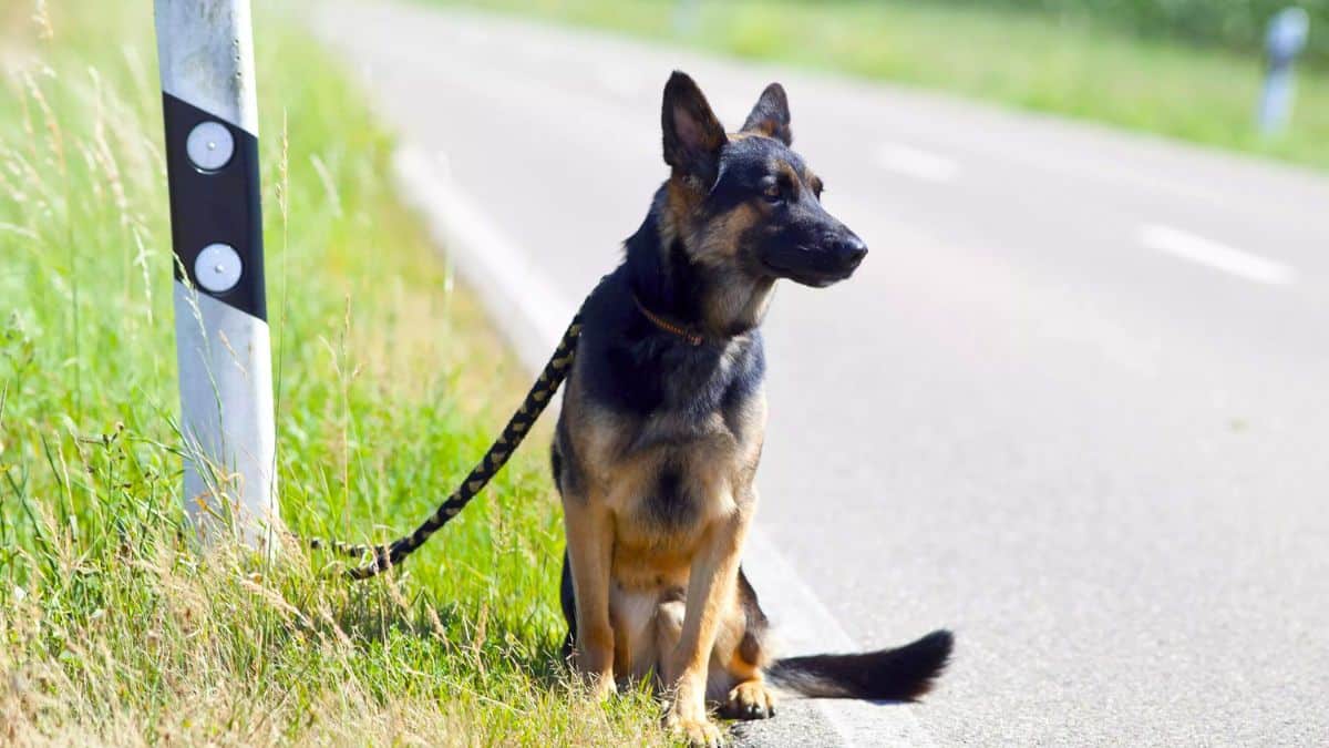 he came back once, so we took him farther admits couple after several failed attempts to abandon the same pet