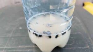 homemade fly trap the simple, natural, and shockingly effective method that actually works