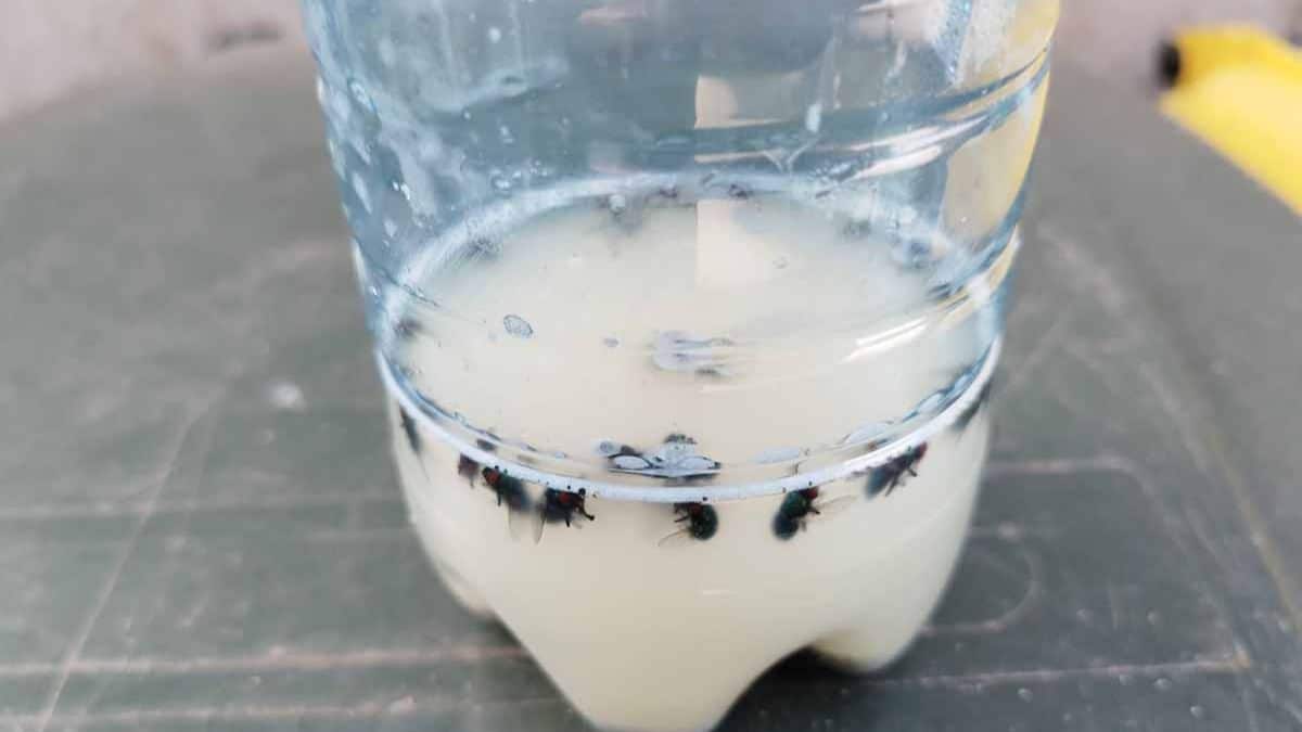 homemade fly trap the simple, natural, and shockingly effective method that actually works