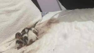strange noises in the guest room what they discovered on the bed is hard to believe