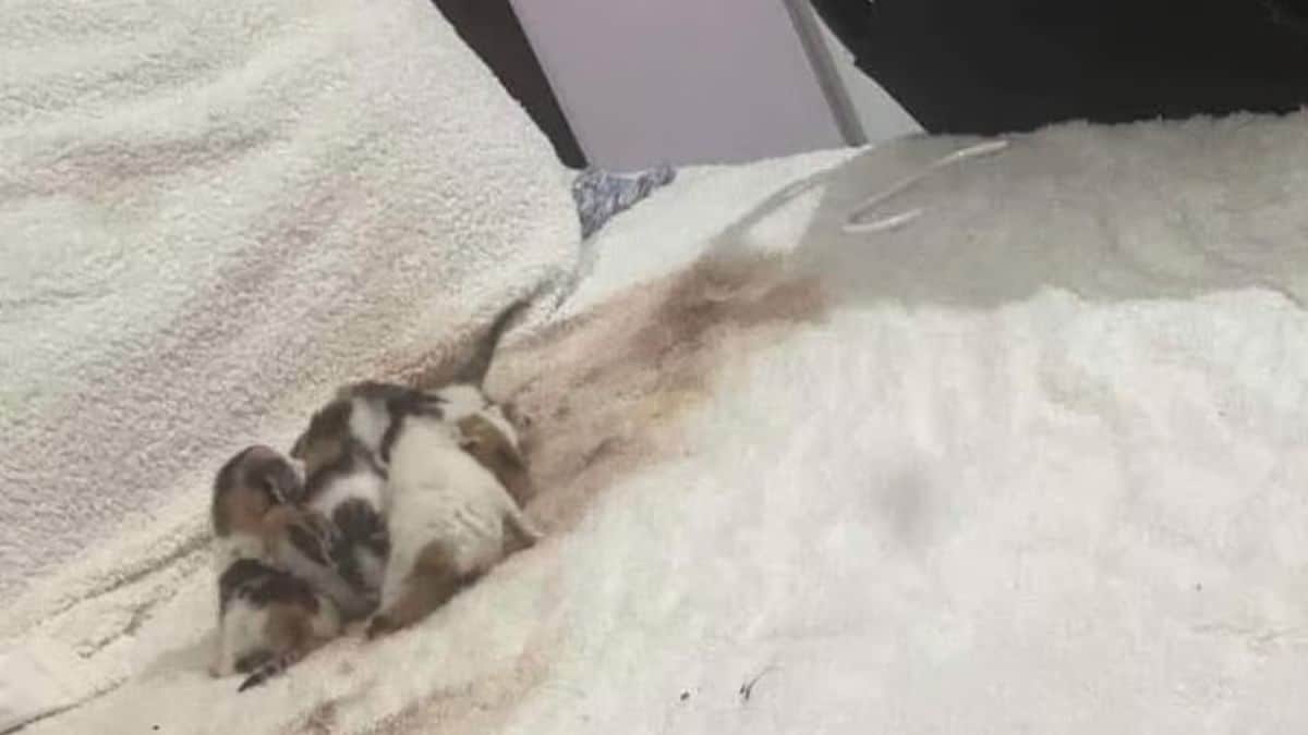 strange noises in the guest room what they discovered on the bed is hard to believe