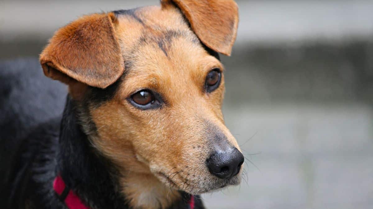 the 12 smartest dog breeds with the highest iqs — is yours on the list