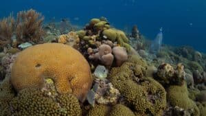 “they’re still alive” scientists stunned after finding thousands of giant eggs beneath an active underwater volcano