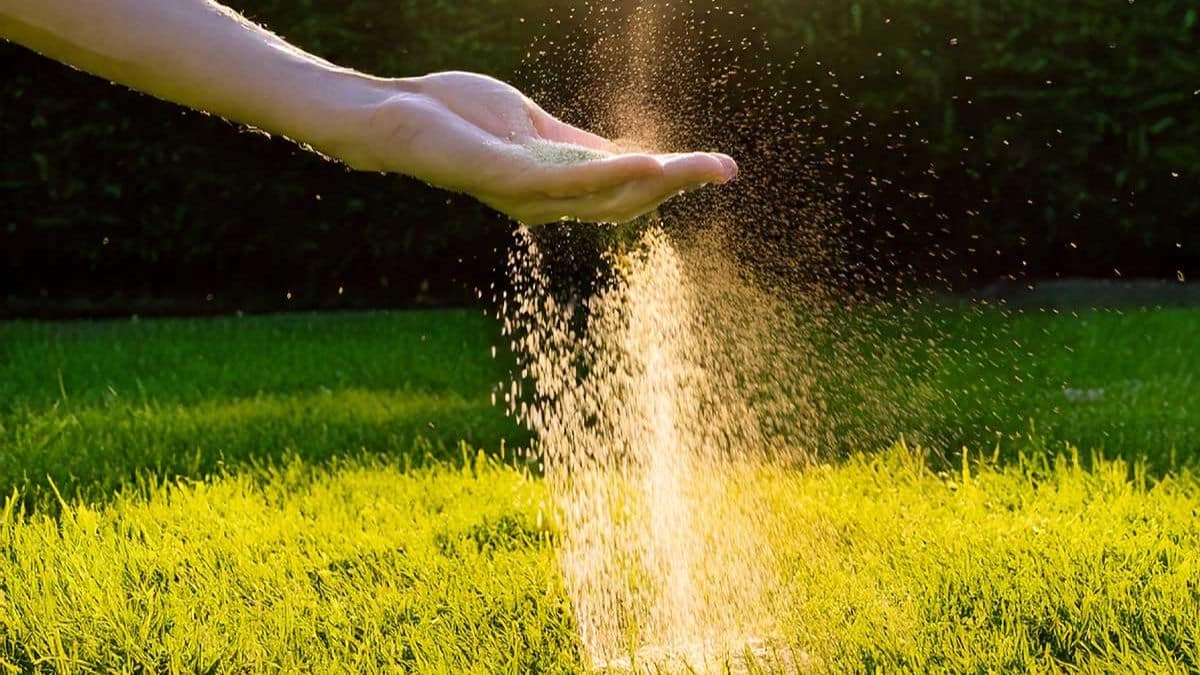 why you should be spreading sand on your lawn, according to a professional landscaper
