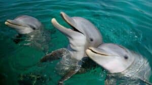 it’s official dolphins and orcas have crossed the ‘point of no return’ in their evolution to live on land again