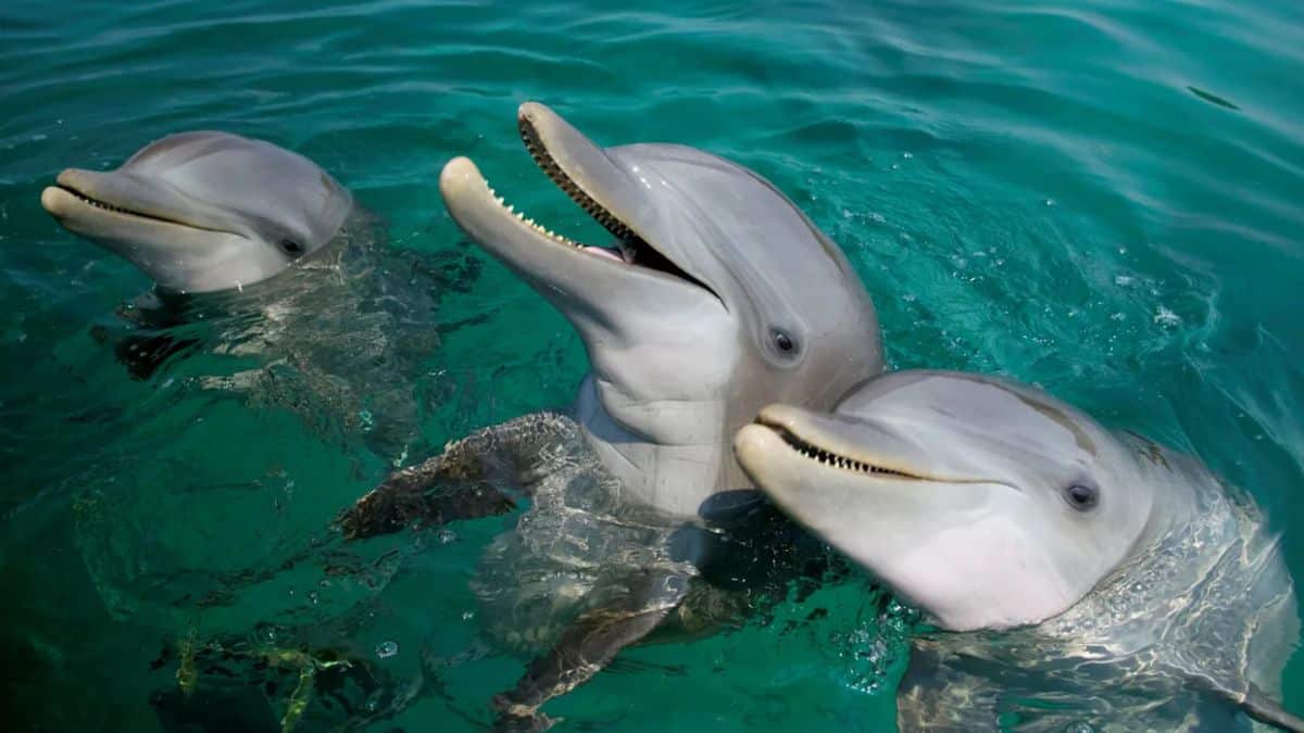 it’s official dolphins and orcas have crossed the ‘point of no return’ in their evolution to live on land again