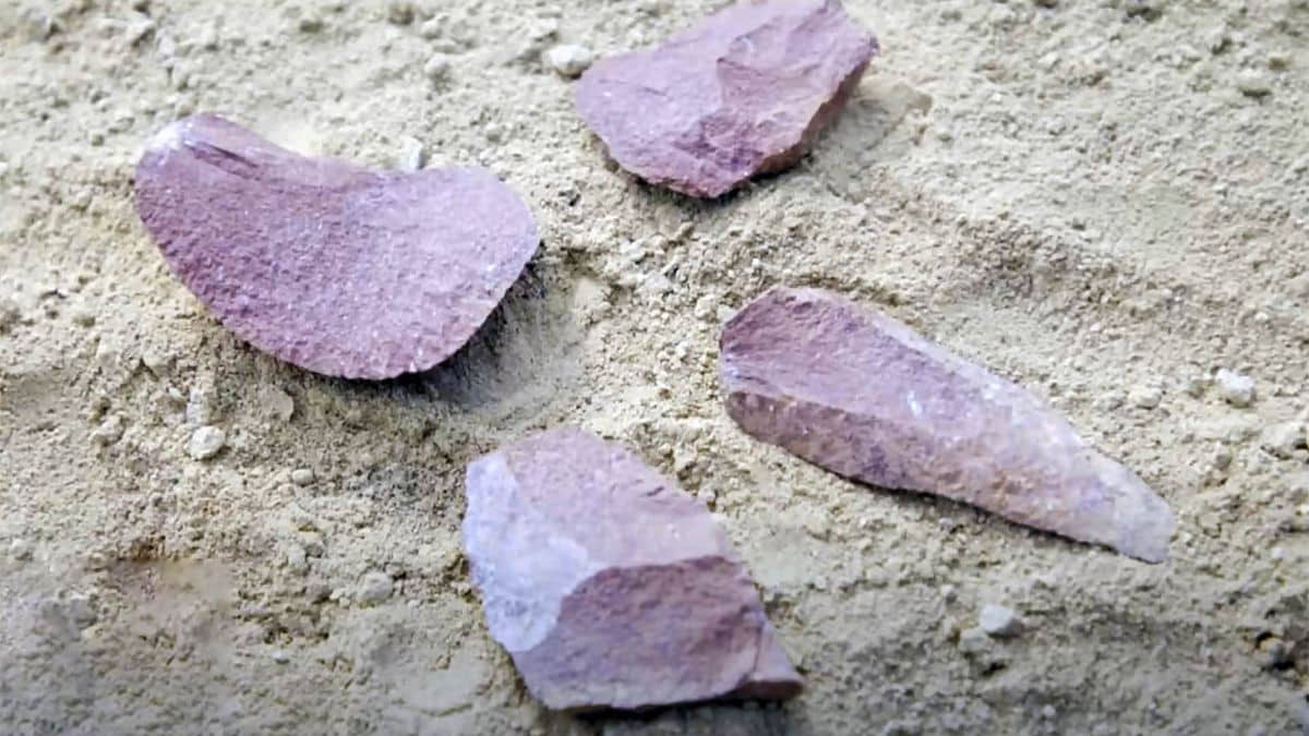 scientists find 3 million year old tools—but they weren’t made by our ancestors