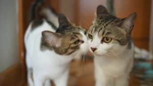 these 2 adopted cat brothers have a special greeting they perform every day for the past 5 years.