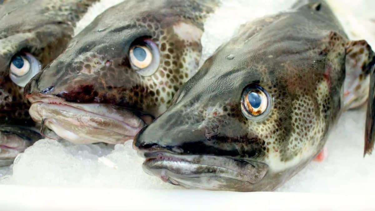 unexpected genetic makeover strikes a fish beloved by europeans