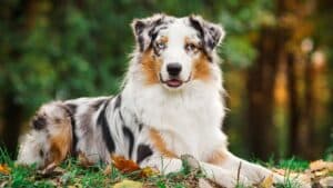 what are the 12 smartest dog breeds with the highest iq
