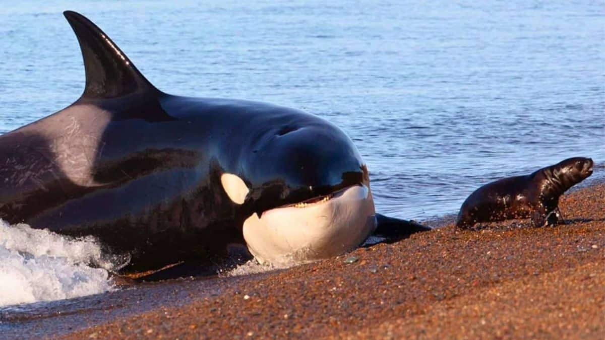 it’s official dolphins and orcas have passed the point of no return to ever live on land again