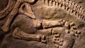 “jurassic fossil changes everything” rare discovery reveals stunning clues about how mammal teeth evolved over millions of years