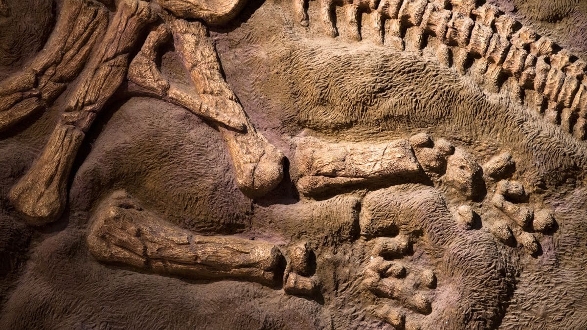 “jurassic fossil changes everything” rare discovery reveals stunning clues about how mammal teeth evolved over millions of years