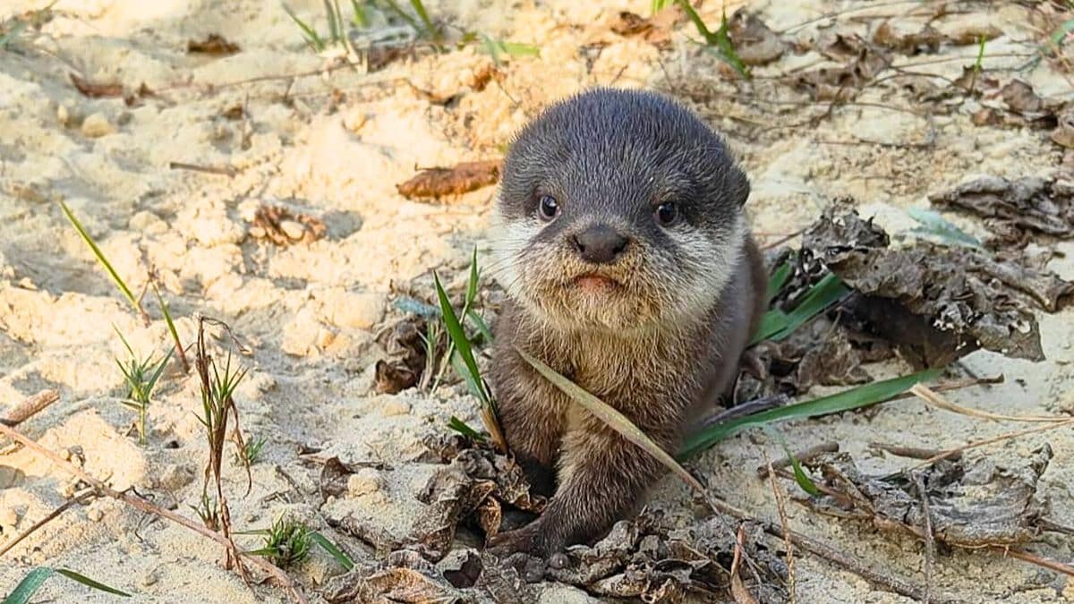 smallest otter