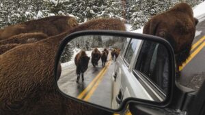 yellowstone animals