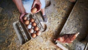 150+ eggs each morning essential advice for happy hens and peak egg output