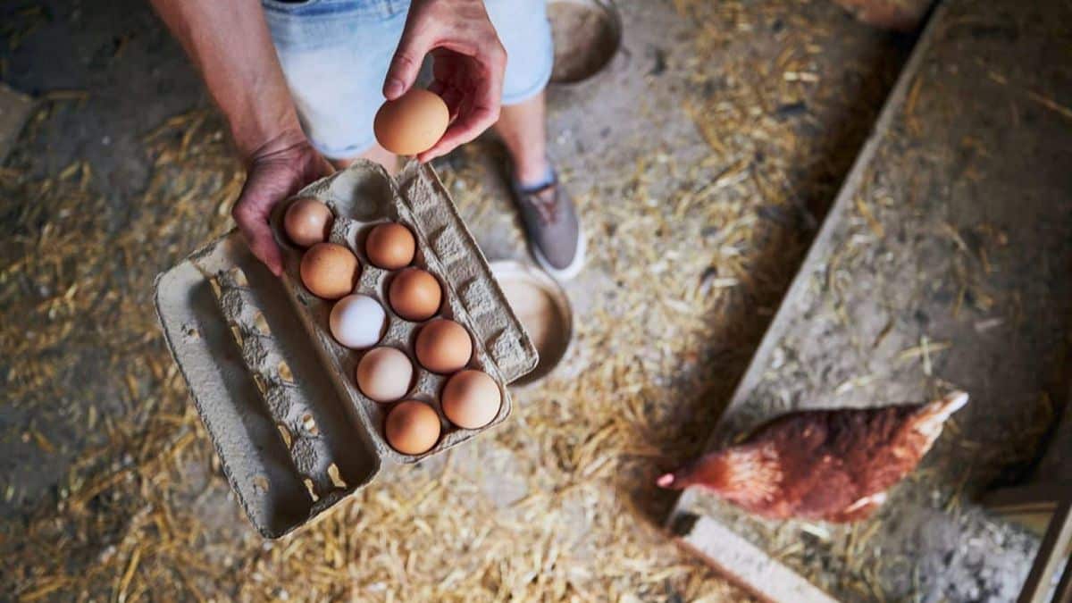 150+ eggs each morning essential advice for happy hens and peak egg output