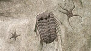545 million year old fossil trails just changed what we know about evolution