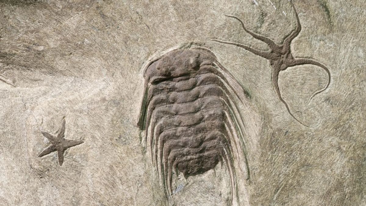 545 million year old fossil trails just changed what we know about evolution