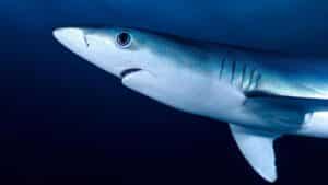 a shark that changes color like a chameleon it’s real, and it’s stunning