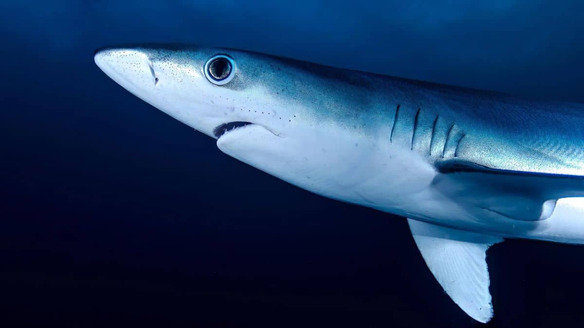 a shark that changes color like a chameleon it’s real, and it’s stunning