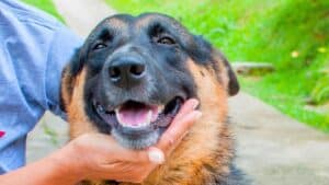 after a month of searching, he finally finds his dog at a rescue group's adoption event