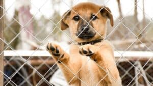 after a month of searching, he finally sees his dog at an adoption event organized by a rescue group