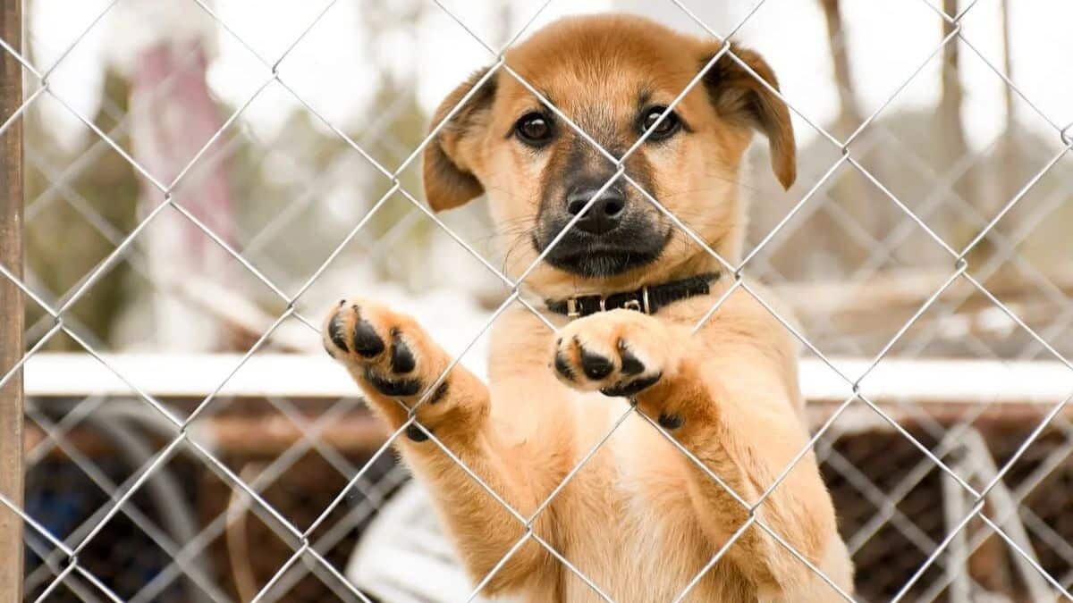 after a month of searching, he finally sees his dog at an adoption event organized by a rescue group