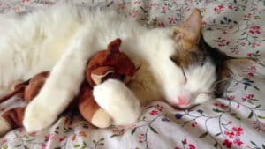 cat sleep bed