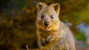 cute animal “smiles”