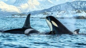 dolphins and orcas have crossed the evolutionary point of no return
