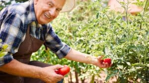 gardener shares the trick he’s used for over 20 years to plant tomatoes “takes me 2 minutes and i get a huge harvest” (1)