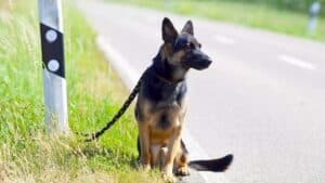 he came back once, so we took him farther admits couple after several failed attempts to abandon the same pet