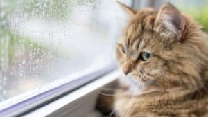 here’s how long it takes for a cat to forget someone, according to an expert