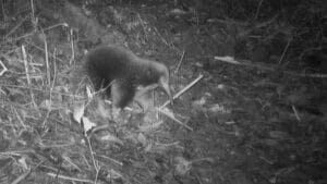 incredible find one of nature’s few egg laying mammals vanished 60 years ago — now it’s been rediscovered!