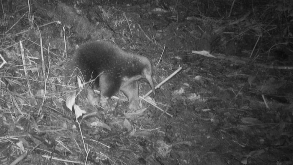 incredible find one of nature’s few egg laying mammals vanished 60 years ago — now it’s been rediscovered!
