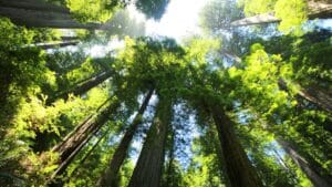 isolated for 40 years this family survived deep in the forest, hidden from the world