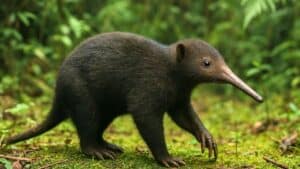 it’s a natural miracle a mammal thought extinct for 100 years reappears