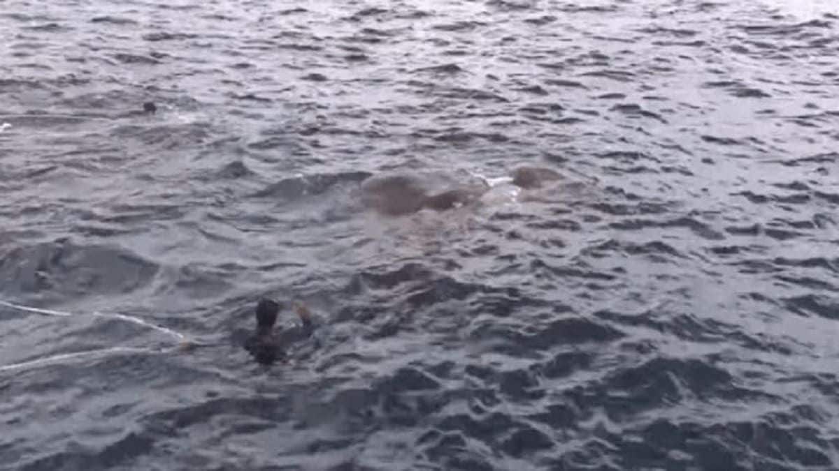marines jumped overboard after seeing what was lurking in the water