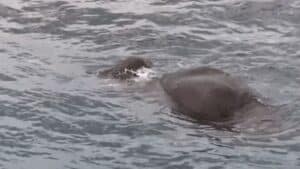 marines leap overboard when they see what’s in the water