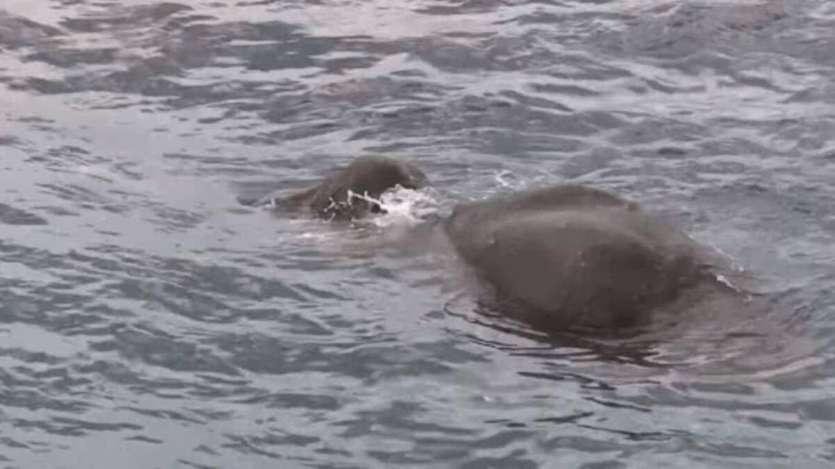 marines leap overboard when they see what’s in the water
