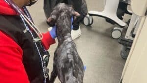 rescued from a shipping container, this dog had a touching secret to reveal