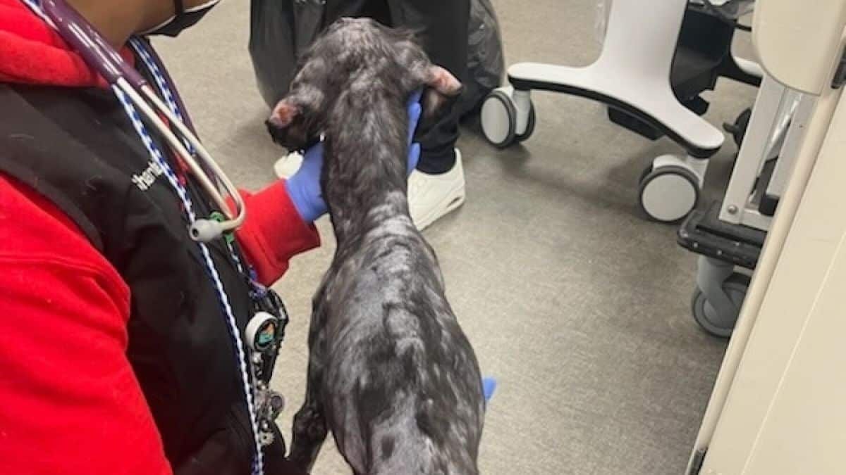 rescued from a shipping container, this dog had a touching secret to reveal