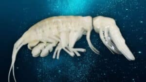 scientists have discovered a new and powerful predator lurking deep in the ocean