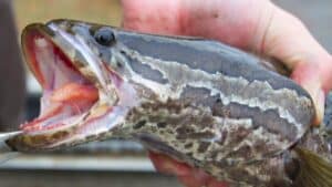 scientists raise the alarm over a snake headed fish that can survive out of water