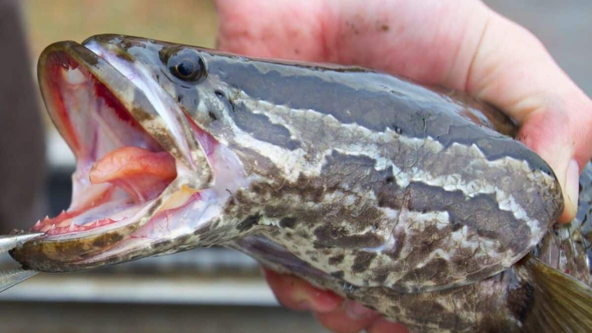 scientists raise the alarm over a snake headed fish that can survive out of water