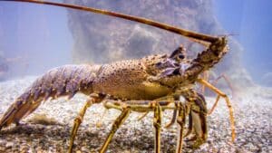 the secret of lobsters' immortality explained by scientists