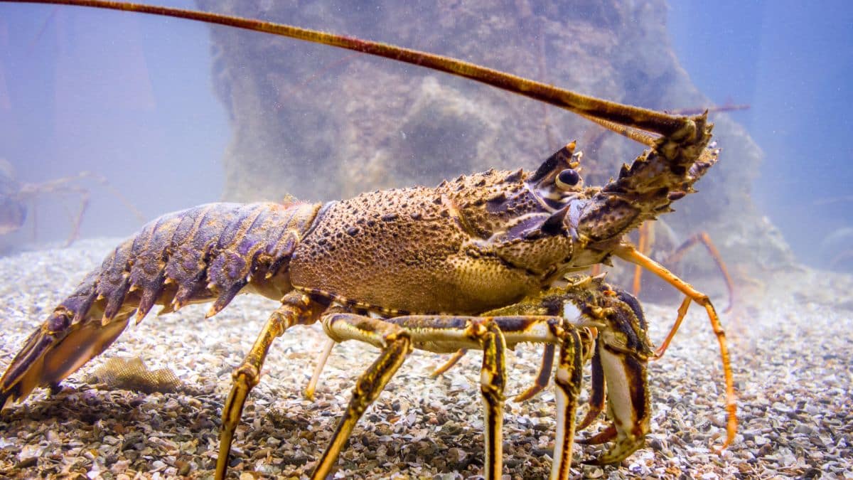 the secret of lobsters' immortality explained by scientists